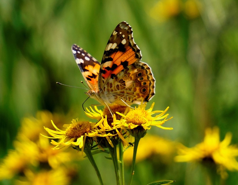 Vanessa cardui - bogáncslepke