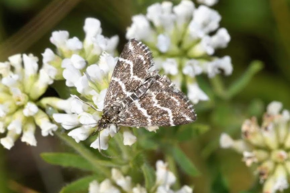 Evergestis alborivulalis - keleti kormosmoly