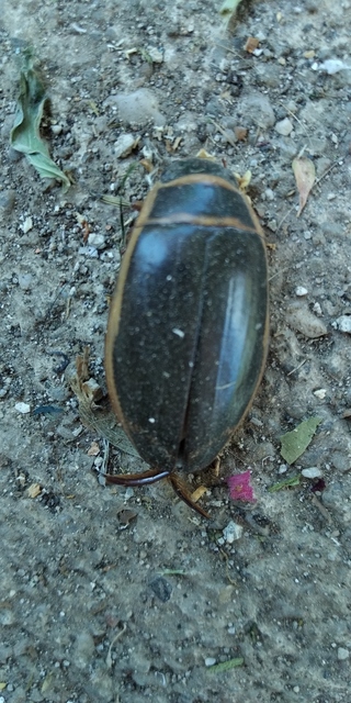Dytiscus marginalis - szegélyes csíkbogár