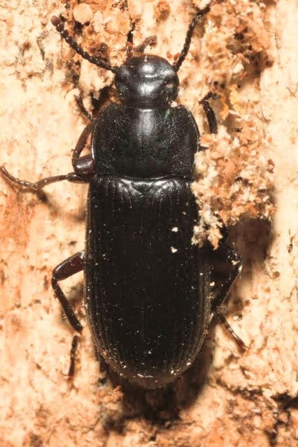 Tenebrio molitor - közönséges lisztbogár