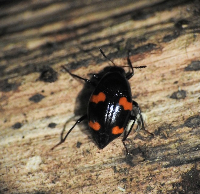 Scaphidium quadrimaculatum - négyfoltos sajkabogár