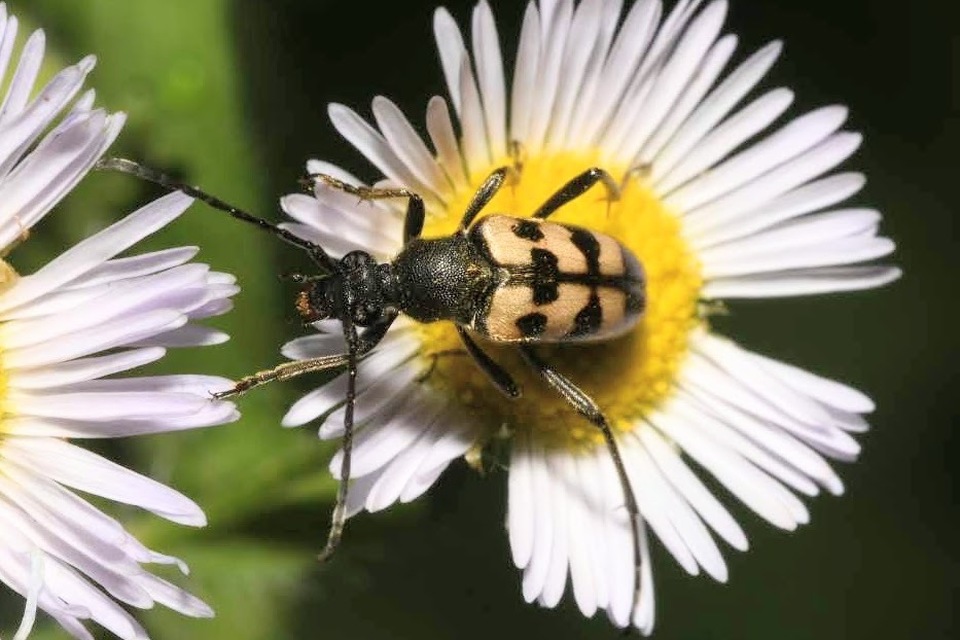 Pachytodes erraticus - rajzos virágcincér