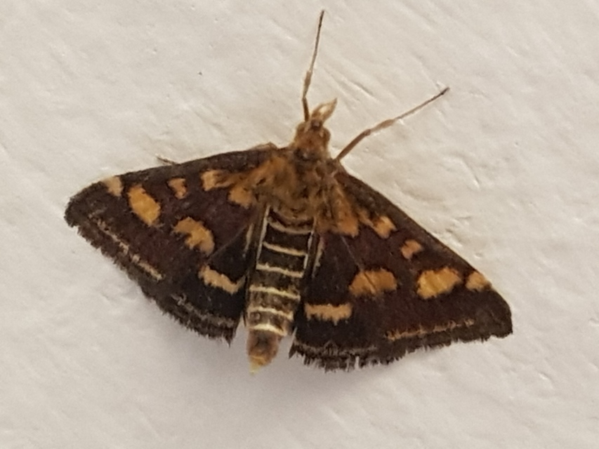 Pyrausta purpuralis - közönséges bíbormoly
