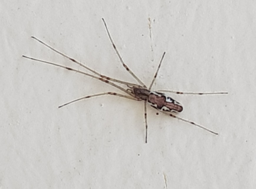 Tetragnatha Tetragnatha