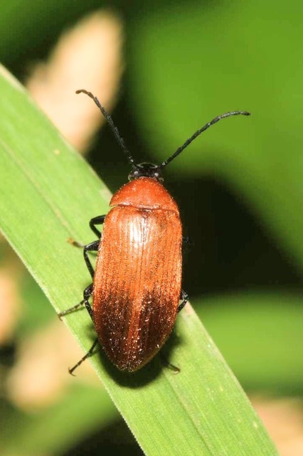 Pseudocistela ceramboides - narancssárga alkonybogár