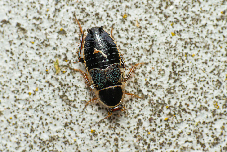 Phyllodromica megerlei - pontozott avarcsótány