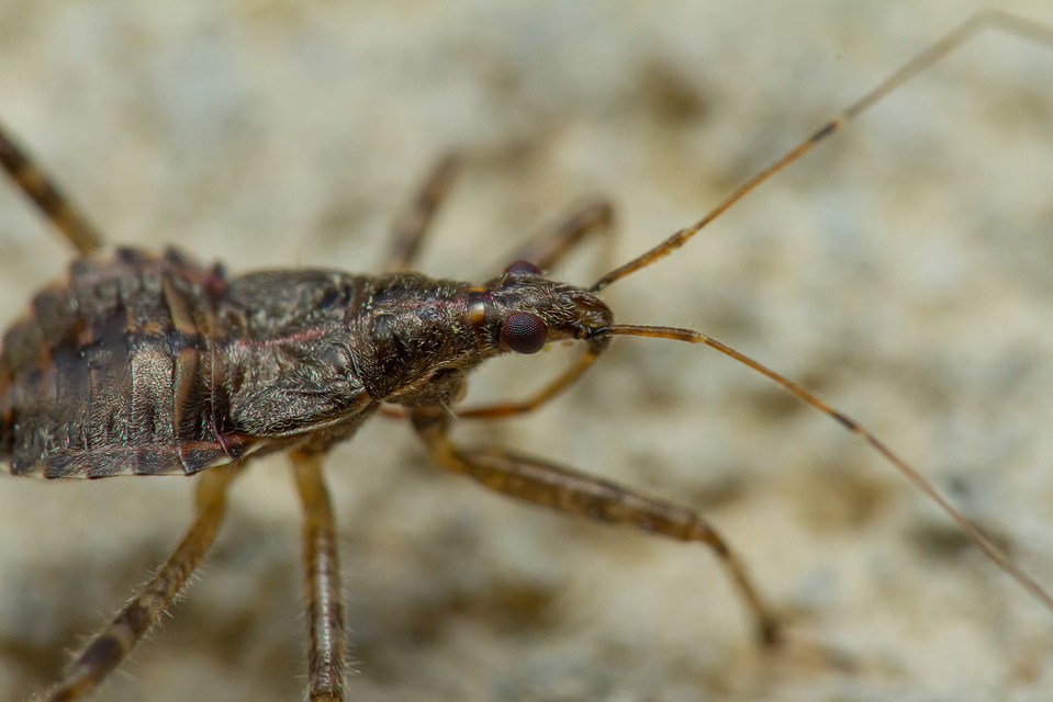 Himacerus