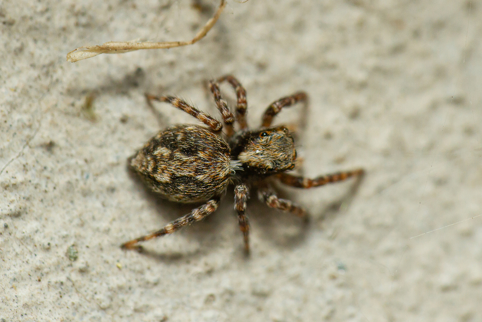 Pseudeuophrys lanigera - szobai ugrópók