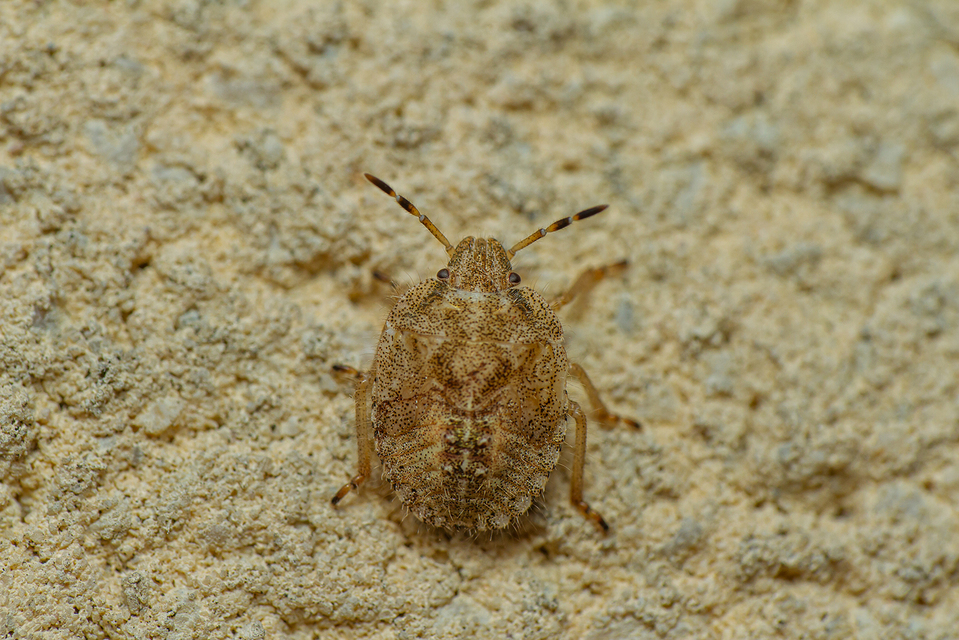 Dolycoris baccarum - közönséges bogyómászó-poloska