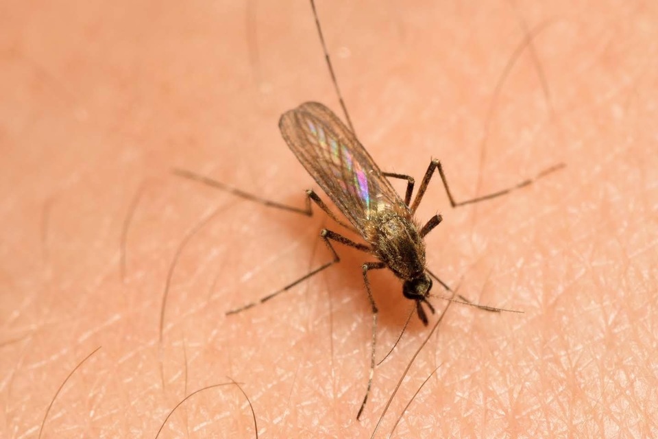 Aedes
