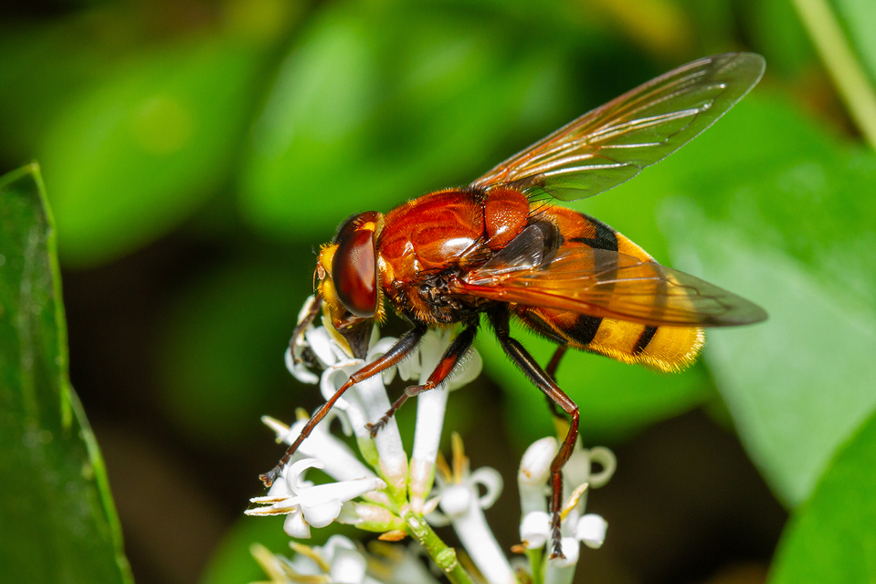 Volucella zonaria - kétöves pihelégy