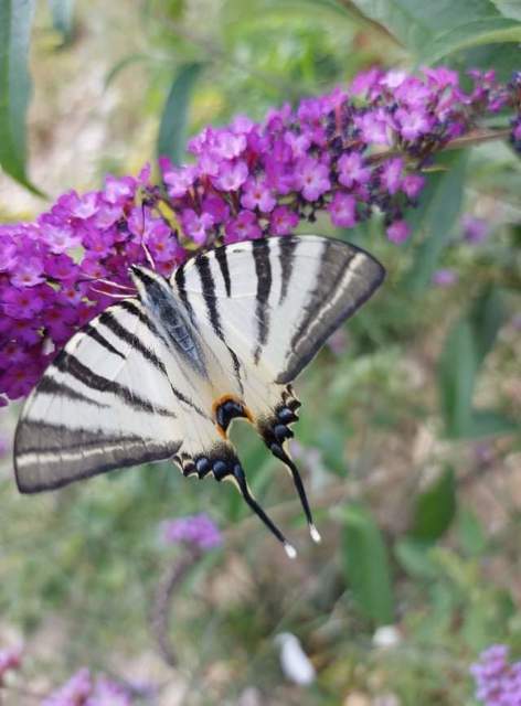 Iphiclides podalirius - kardoslepke