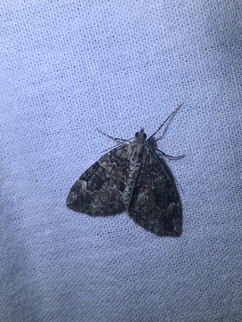 Thera variata/britannica