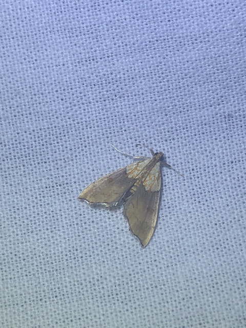 Agrotera nemoralis - ligeti tűzmoly