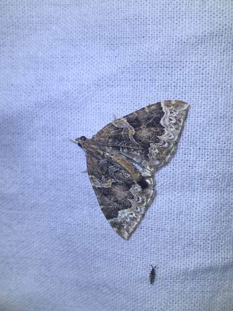 Eulithis prunata - kökény-tarkaaraszoló