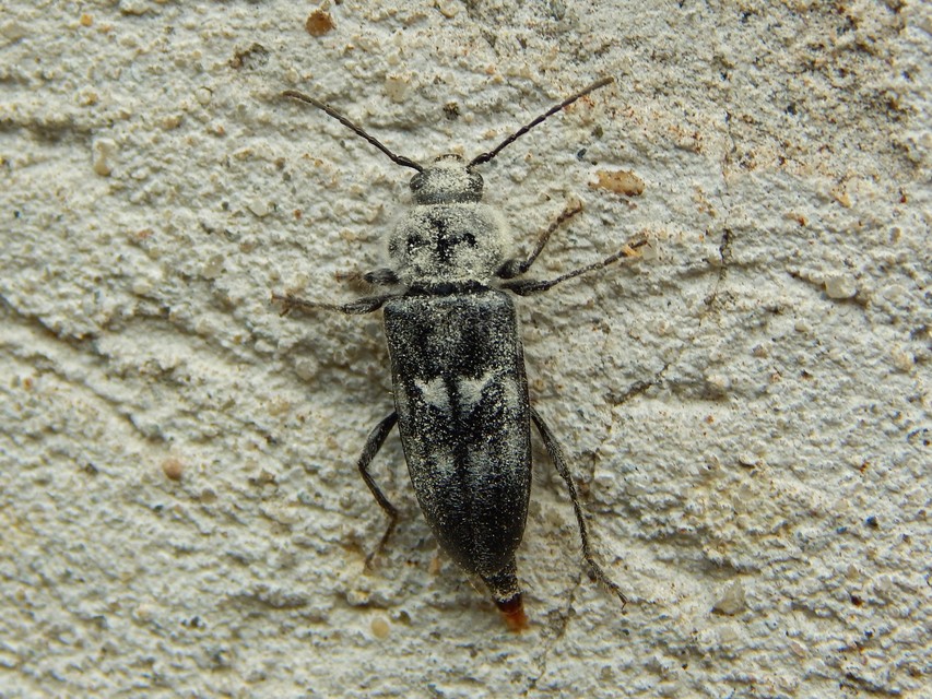 Hylotrupes bajulus - házicincér