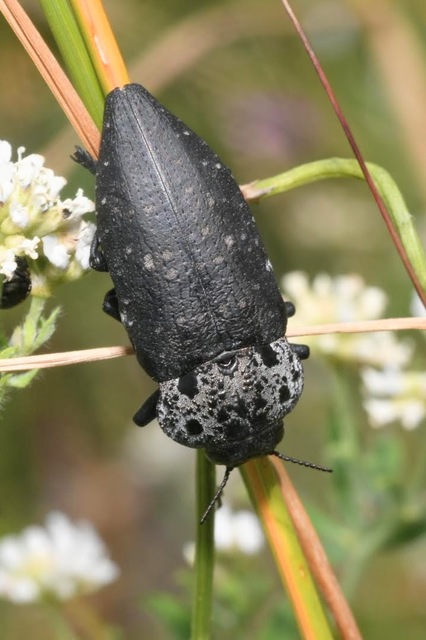 Capnodis tenebrionis - kökény-tükrösdíszbogár