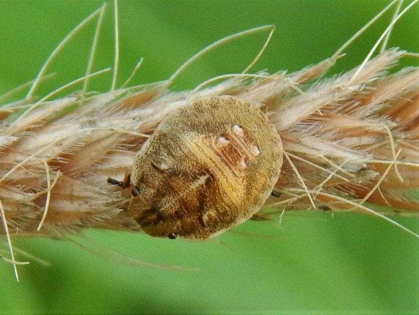 Eurygaster