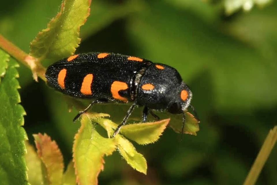 Ptosima undecimmaculata - sárgafoltos díszbogár