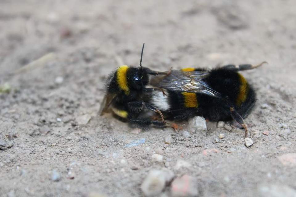 Hymenoptera - Hártyásszárnyúak