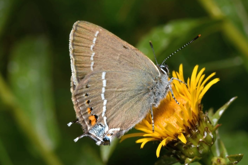 Satyrium spini - kökény-csücsköslepke