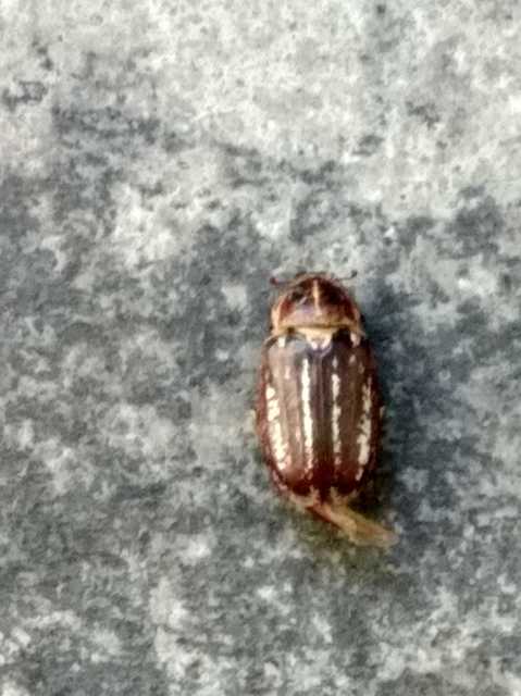 Anoxia orientalis - keleti cserebogár