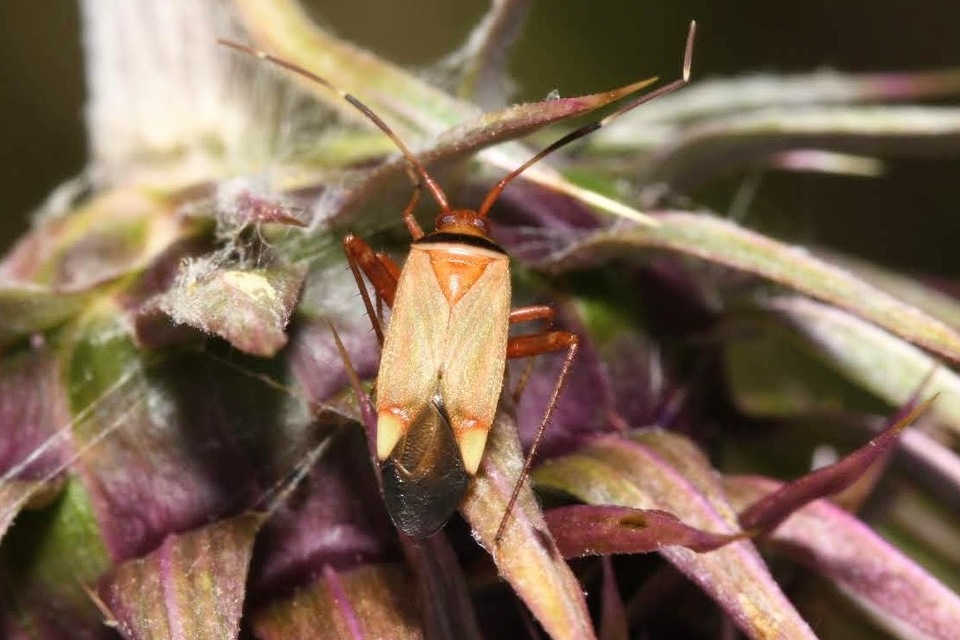 Adelphocoris vandalicus - feketevállú mezeipoloska