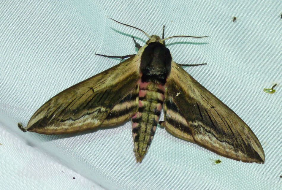 Sphinx ligustri - fagyalszender