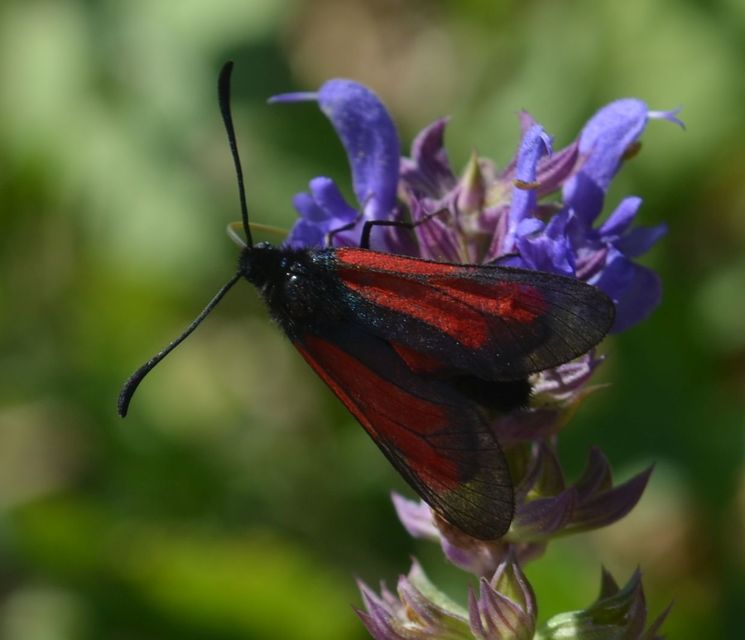 Zygaena brizae - magyar csüngőlepke