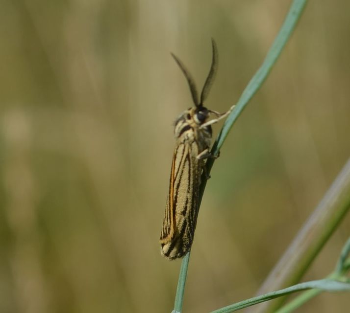 Spiris striata - csíkos molyszövő