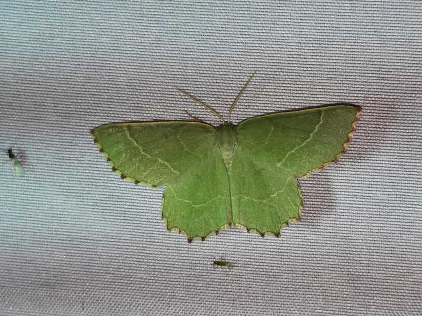 Thalera fimbrialis - csipkésszélű zöldaraszoló