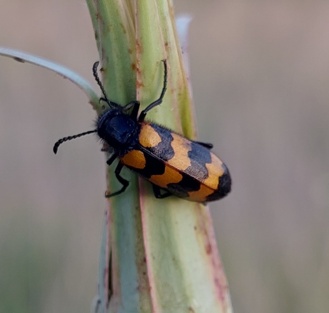 Mylabris variabilis - szalagos hólyaghúzó Mylabris variabilis - szalagos hólyaghúzó
