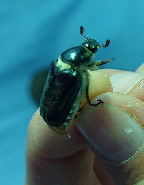 Anoxia pilosa - pusztai cserebogár