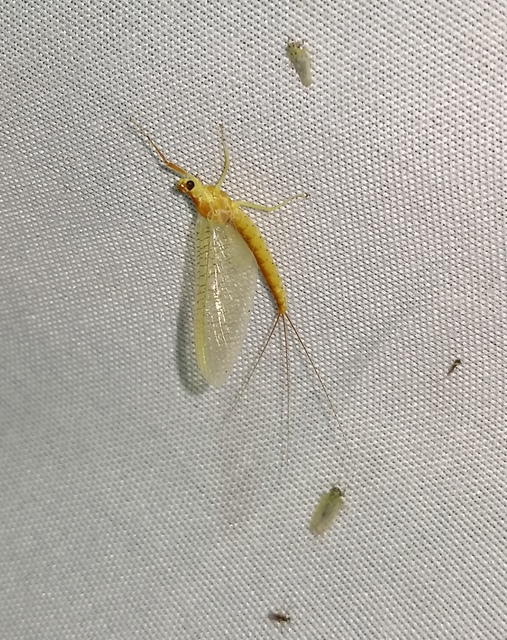 Potamanthus luteus - folyamvirág