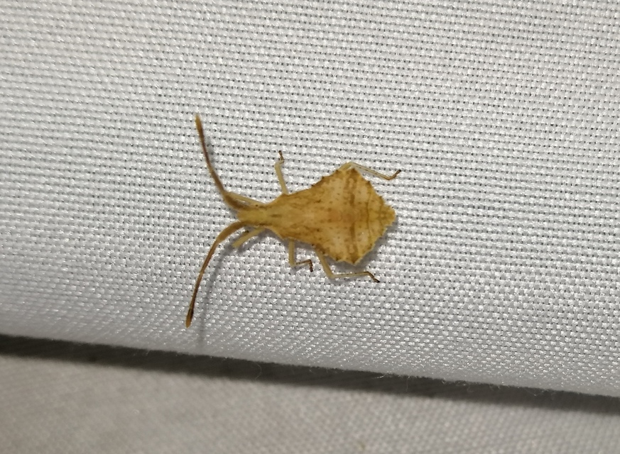 Syromastus rhombeus - vitorlás karimáspoloska