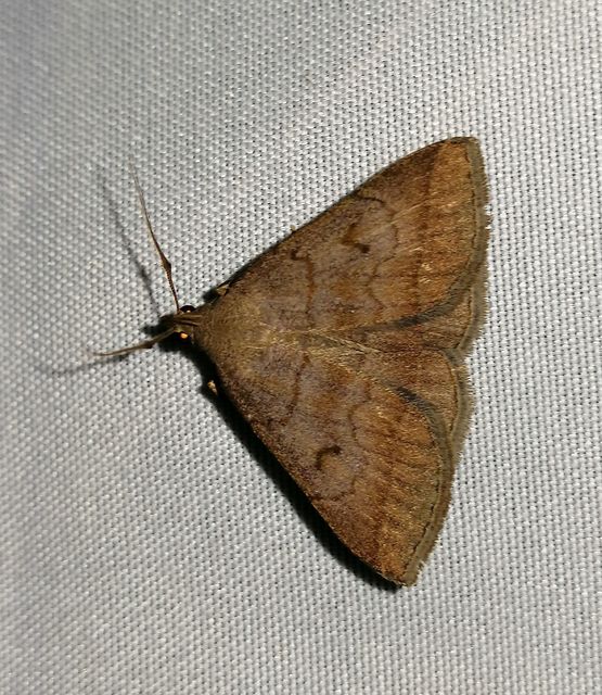 Zanclognatha lunalis - pelyheslábú karcsúbagoly