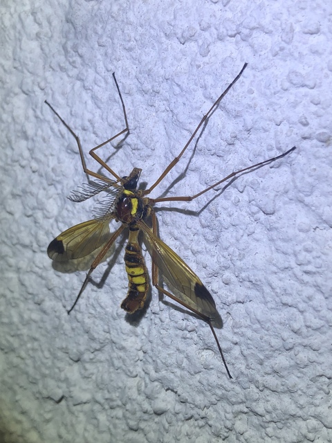 Ctenophora ornata - sárga fésűsszúnyog