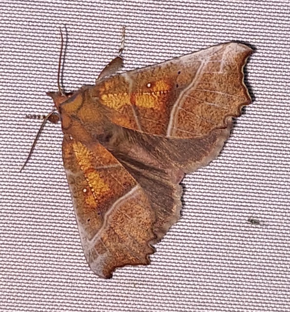 Scoliopteryx libatrix - vörös csipkésbagoly
