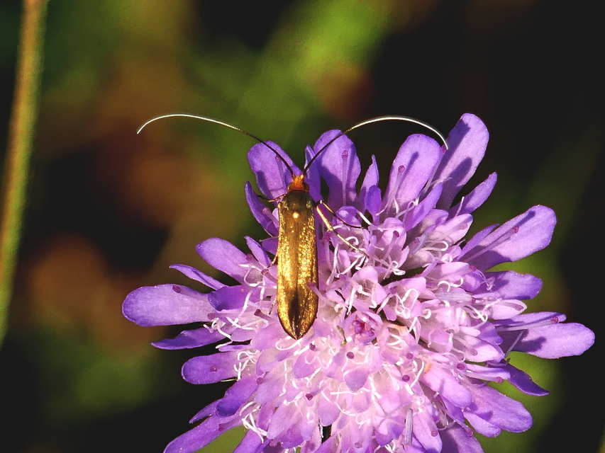Nemophora metallica - fémszínű tőrösmoly