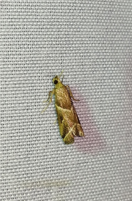 Nyctegretis lineana - agátszínű karcsúmoly