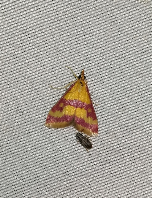 Pyrausta sanguinalis/virginalis