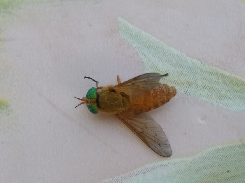 Silvius alpinus - alpesi bögöly