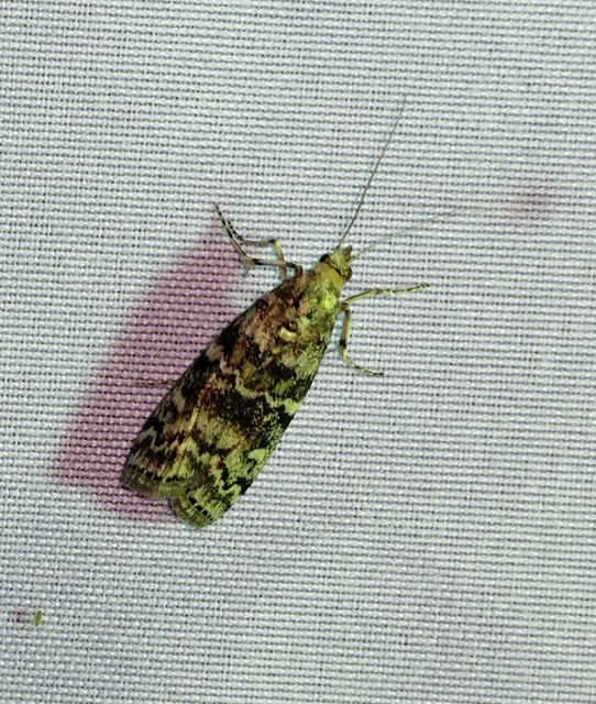 Dioryctria