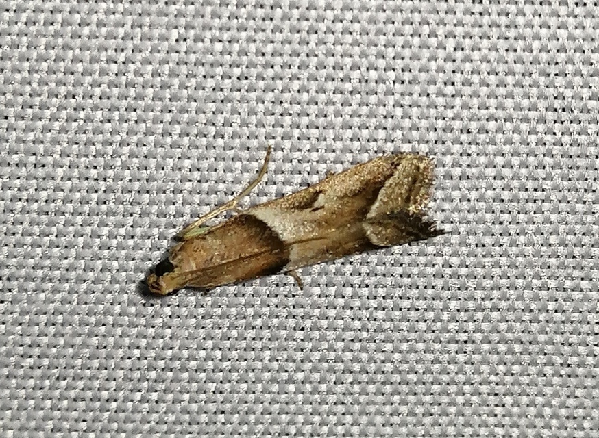 Nyctegretis lineana - agátszínű karcsúmoly