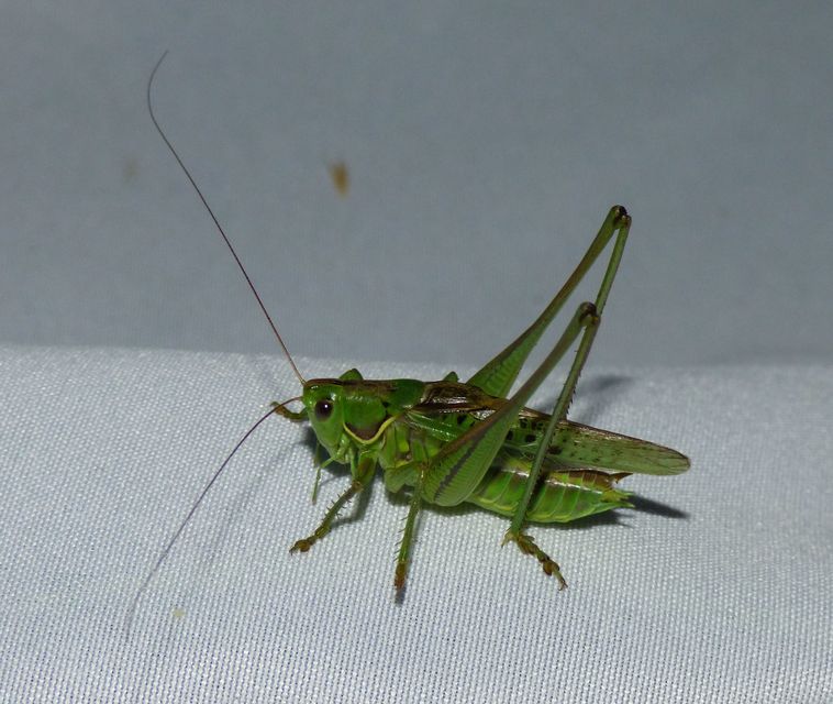 Gampsocleis glabra - tőrös szöcske