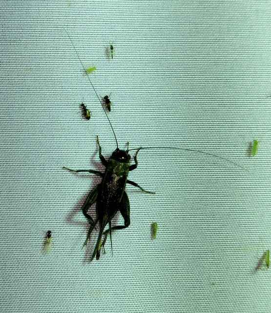 Eumodicogryllus bordigalensis - bordói tücsök