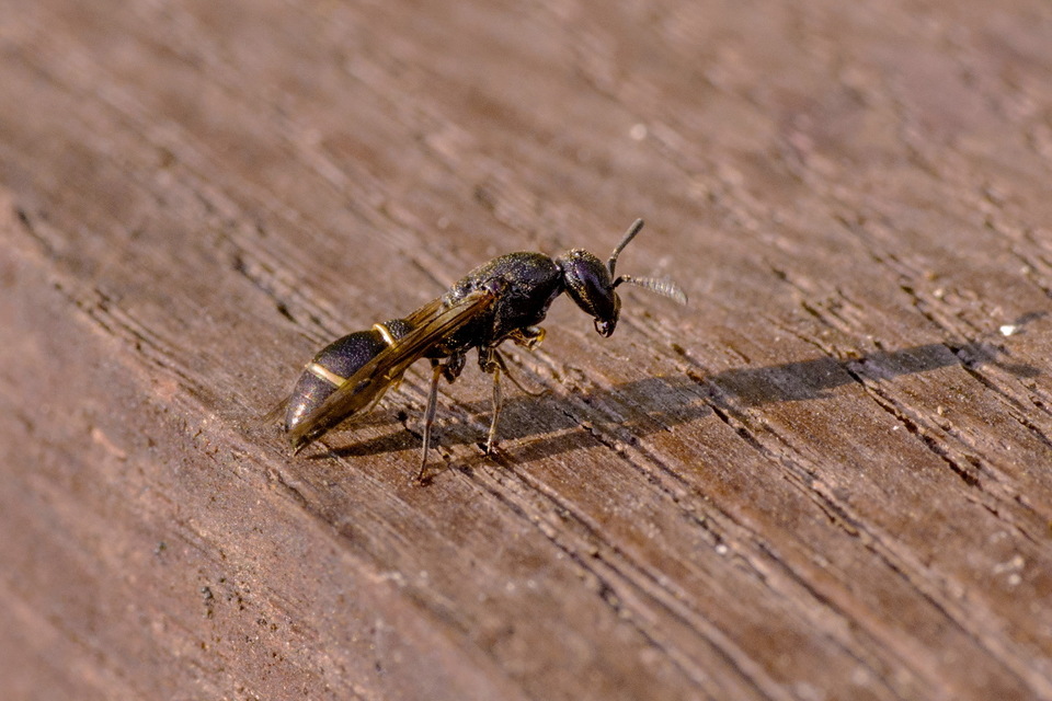 Microdynerus