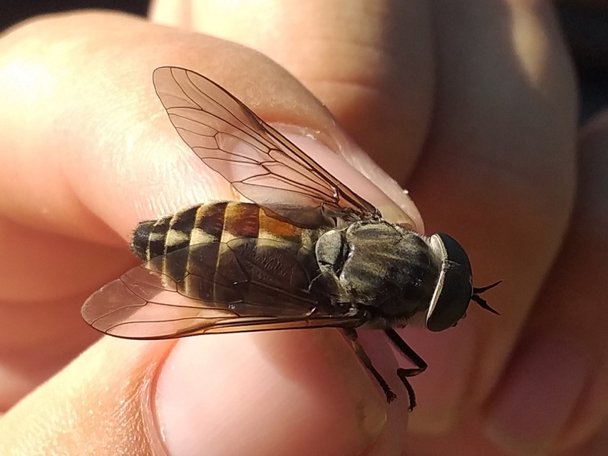 Hybomitra
