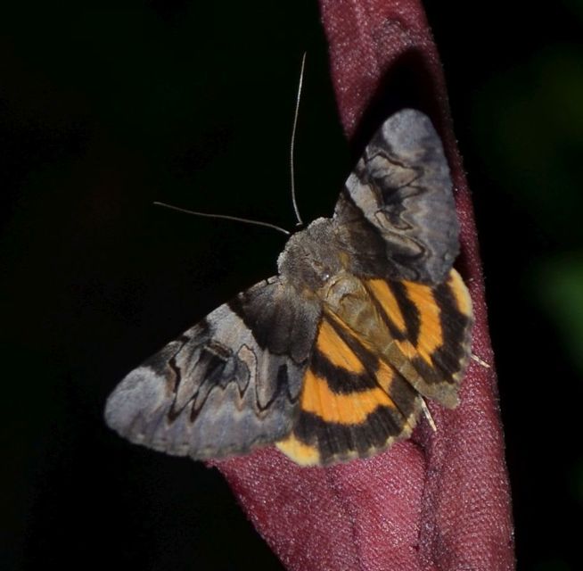 Catocala fulminea - galagonya-övesbagoly