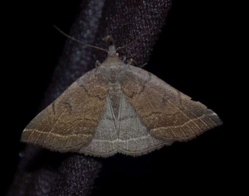 Pechipogo plumigeralis - tollascsápú karcsúbagoly